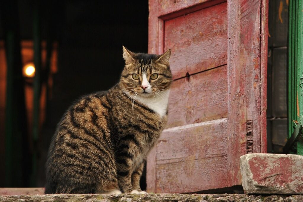 gatto davanti a una porta rossa