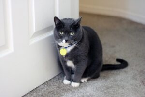 Gatto si arrampica sulle porte: lo dovremmo fermare?