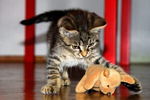5 giochi per gatti a forma di animale: solo per veri cacciatori