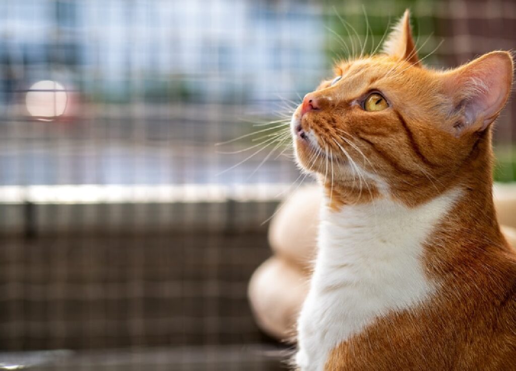 gatto rosso petto bianco