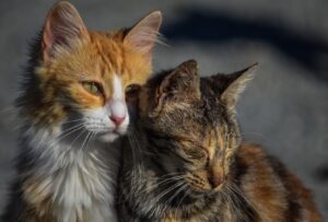 Il legame gatto-proprietario è identico a quello bambino-genitore, lo dice la scienza