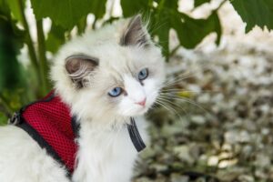 5 imbracature per il gatto che adora andare a passeggio