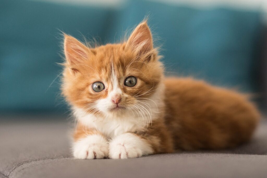 cucciolo di gatto a pelo lungo