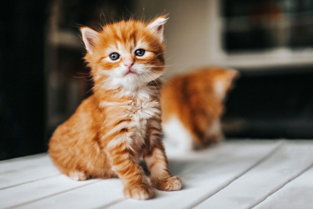 gattino arancione sul tavolo