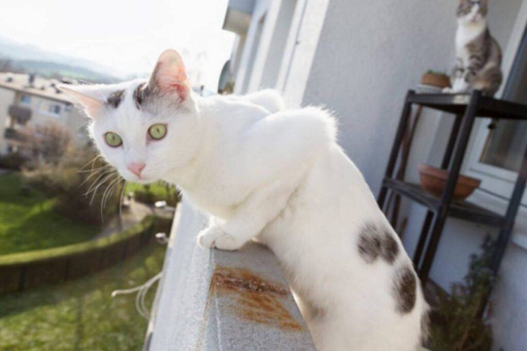 gatto si sporge dal balcone