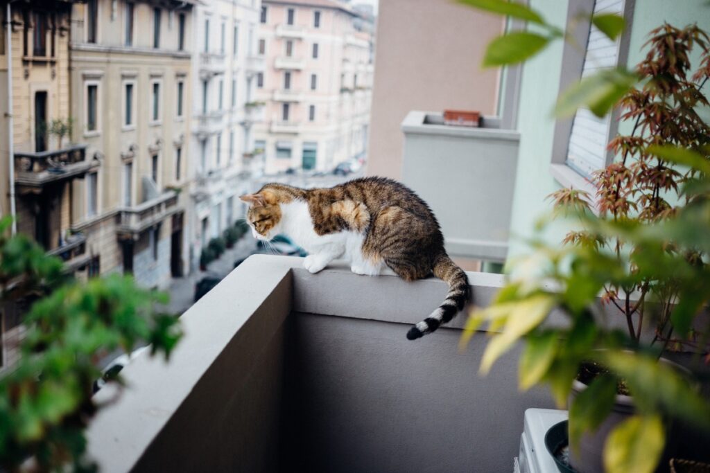 gatto in bilico su balcone