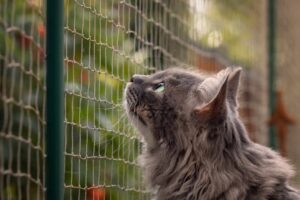 Perché non dovresti mai lasciare il gatto in balcone?