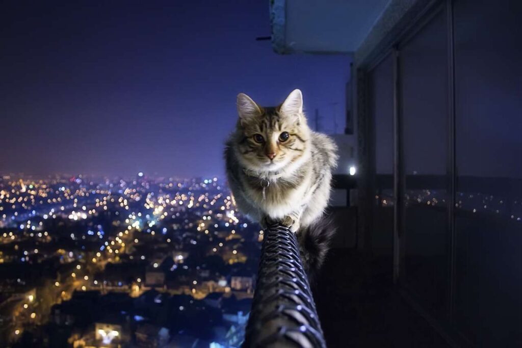 gatto in equilibrio sul balcone