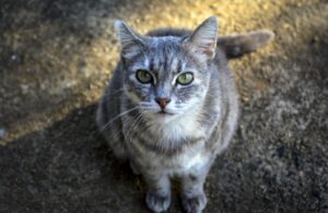 Lignano Sabbiadoro, si perde vagando per il condominio, la gattina Mila è in pericolo