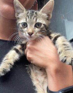 Questa meravigliosa gattina è fortemente desiderosa di essere adottata: aiutiamola