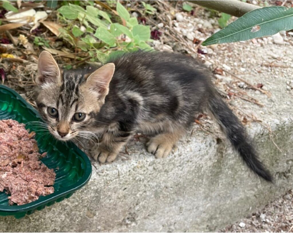 meravigliosa gattina cerca una famiglia 