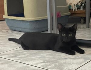 Questa meravigliosa gattina nera cerca urgentemente una famiglia