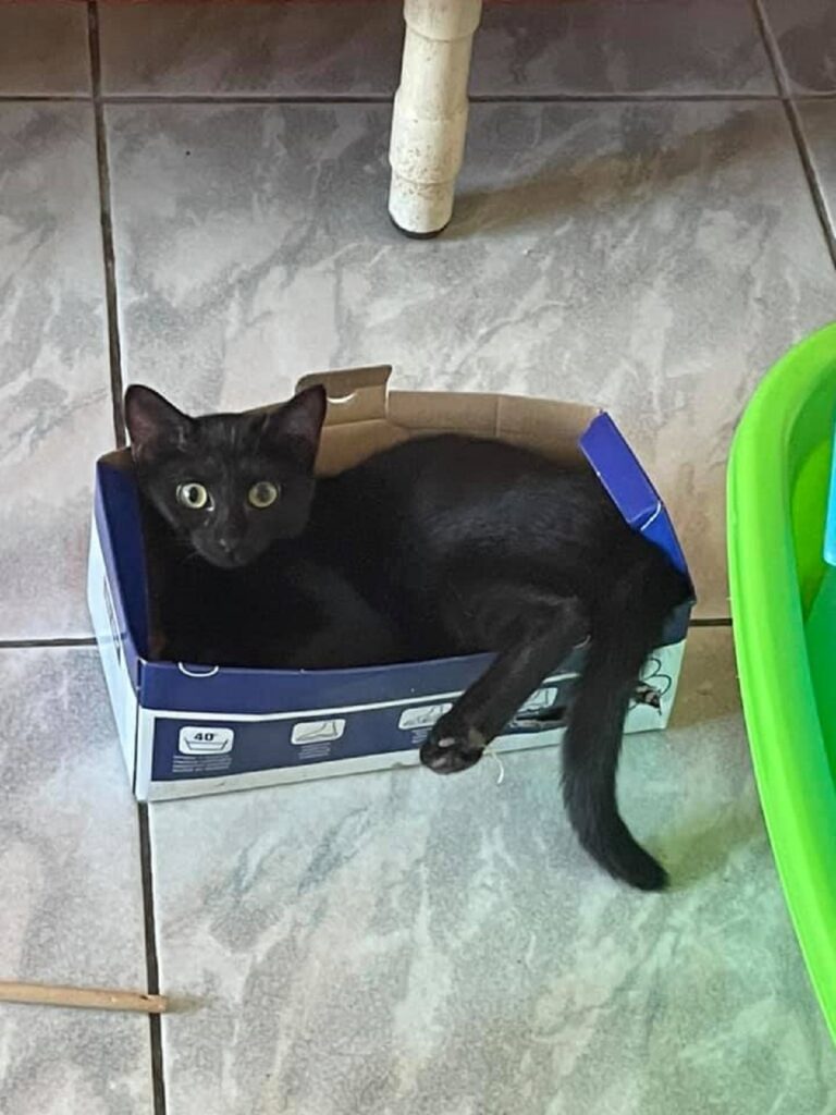 meravigliosa gattina nera cerca famiglia