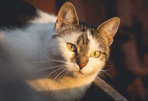 Milano, proprietaria affranta per la scomparsa del gatto, Bean non torna più