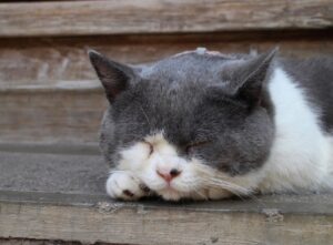 Morasco, scomparso da giorni il gatto Kajal, sono pochi gli indizi per arrivare a lui