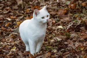 Palermo, dispersa una gattina di nome Bianca, la sua sorte è incerta