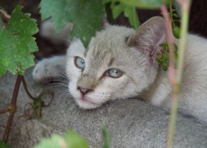 Palermo, il gatto Orsetto si perde per strada, il micio è ferito ad una zampa