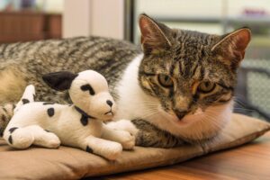 5 peluche per gatti dolcissimi, adorabili e sicuri per il tuo Micio