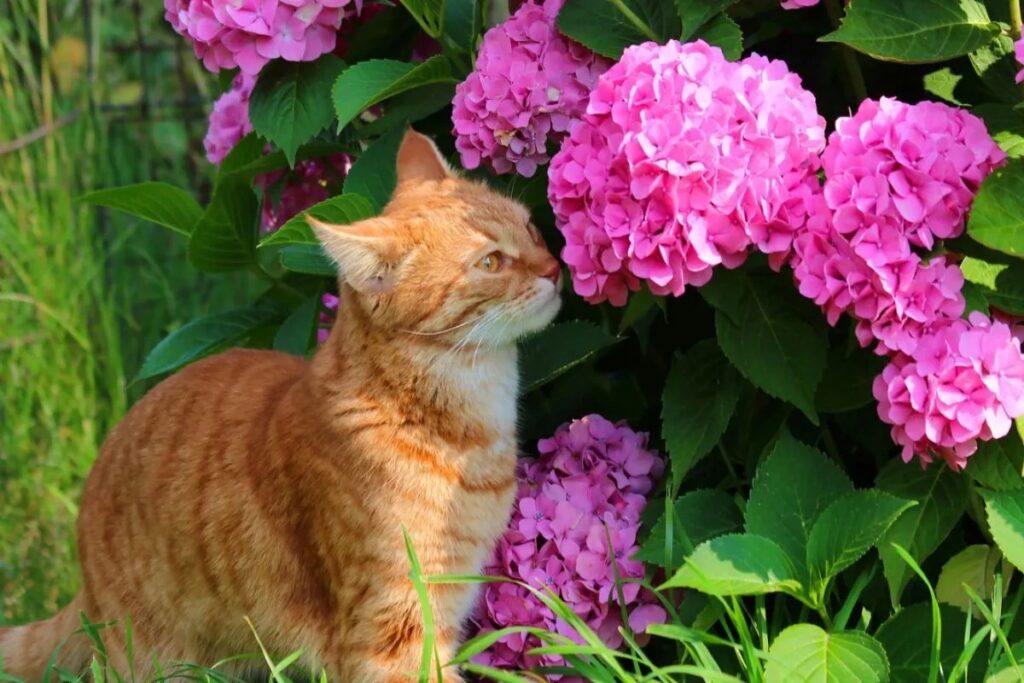 gatto annusa ortensie