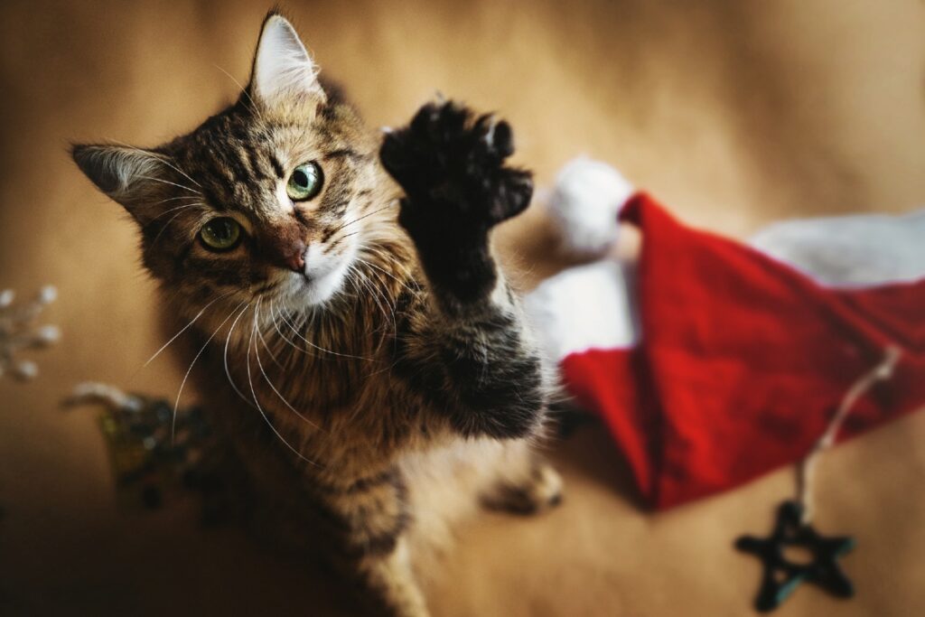 gatto a natale