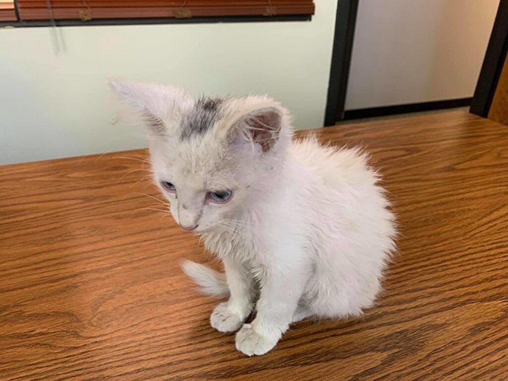 gattino bianco con occhi celesti