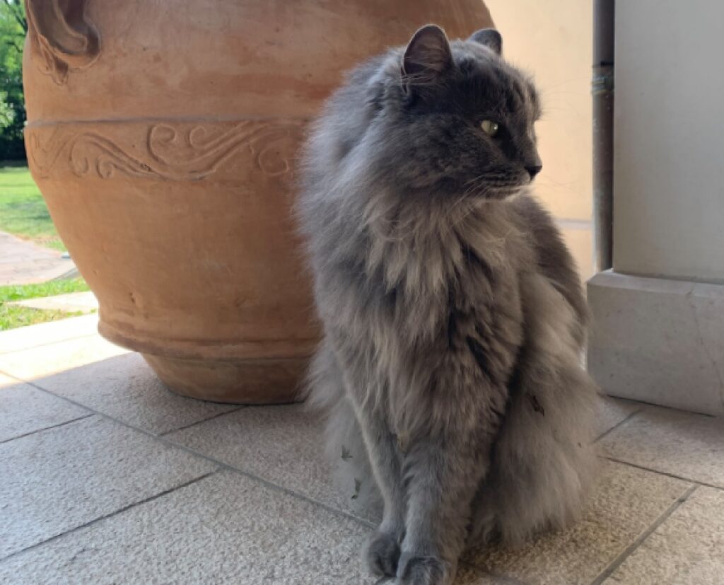 gatto vicino vaso di fiori