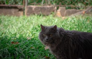 Portogruaro, la gatta Minou è stata presa da qualcuno, la famiglia chiede la restituzione