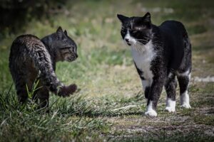 Quanto tempo serve a un gatto per accettare un altro gattino?