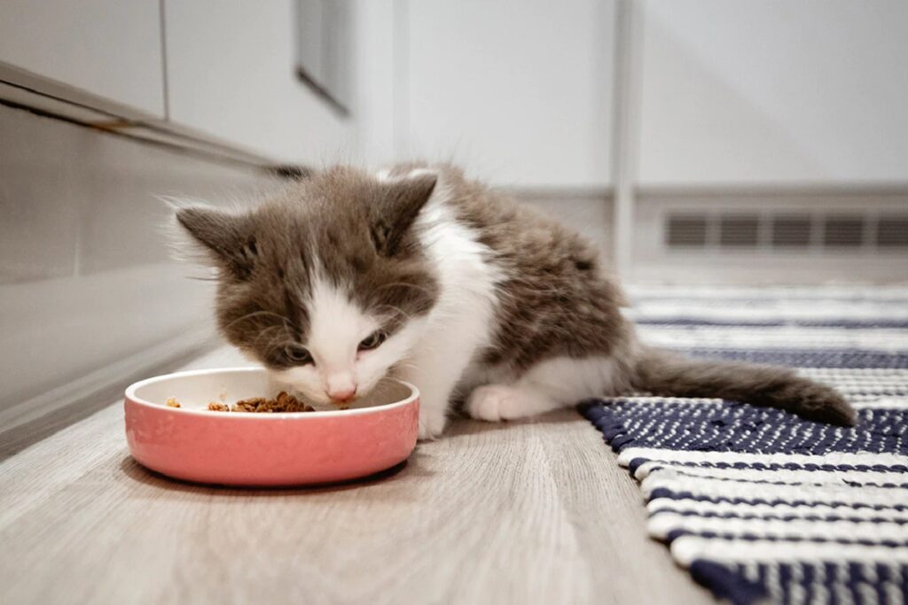 cucciolo di gatto bianco e nero