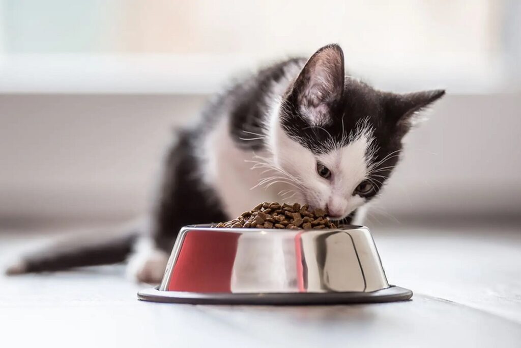 gattino mangia da ciotola metallica