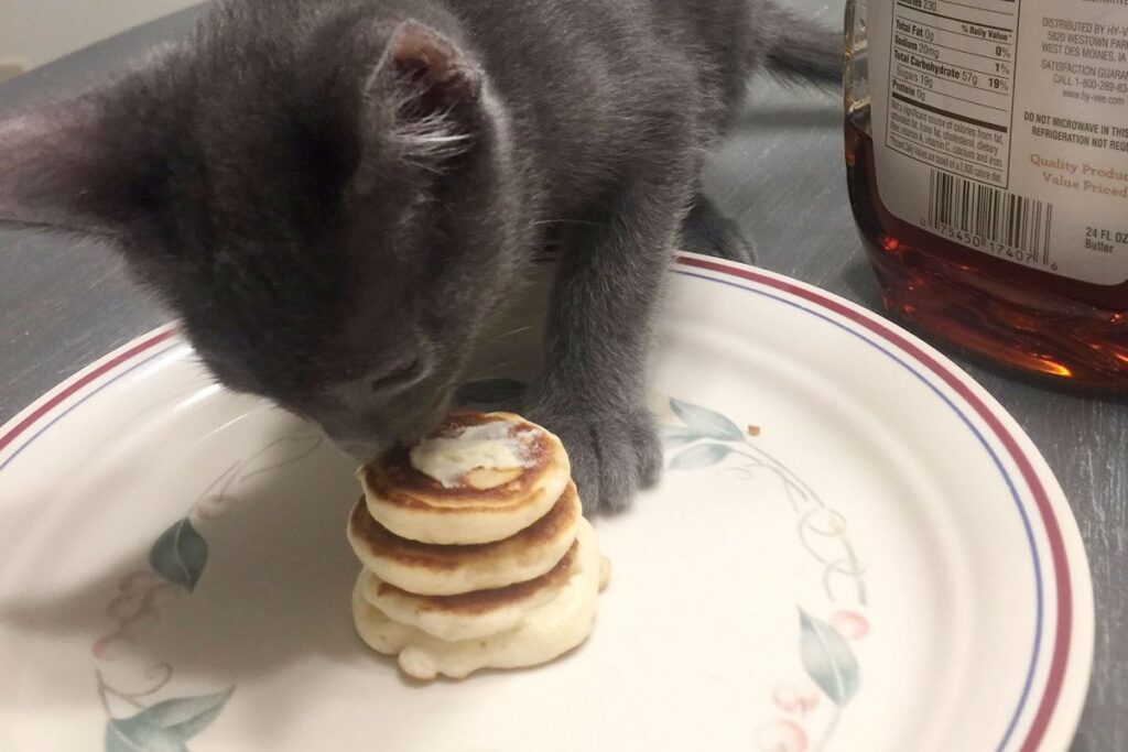 gattino grigio annusa un dolce