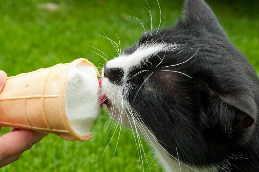 gattino assaggia gelato