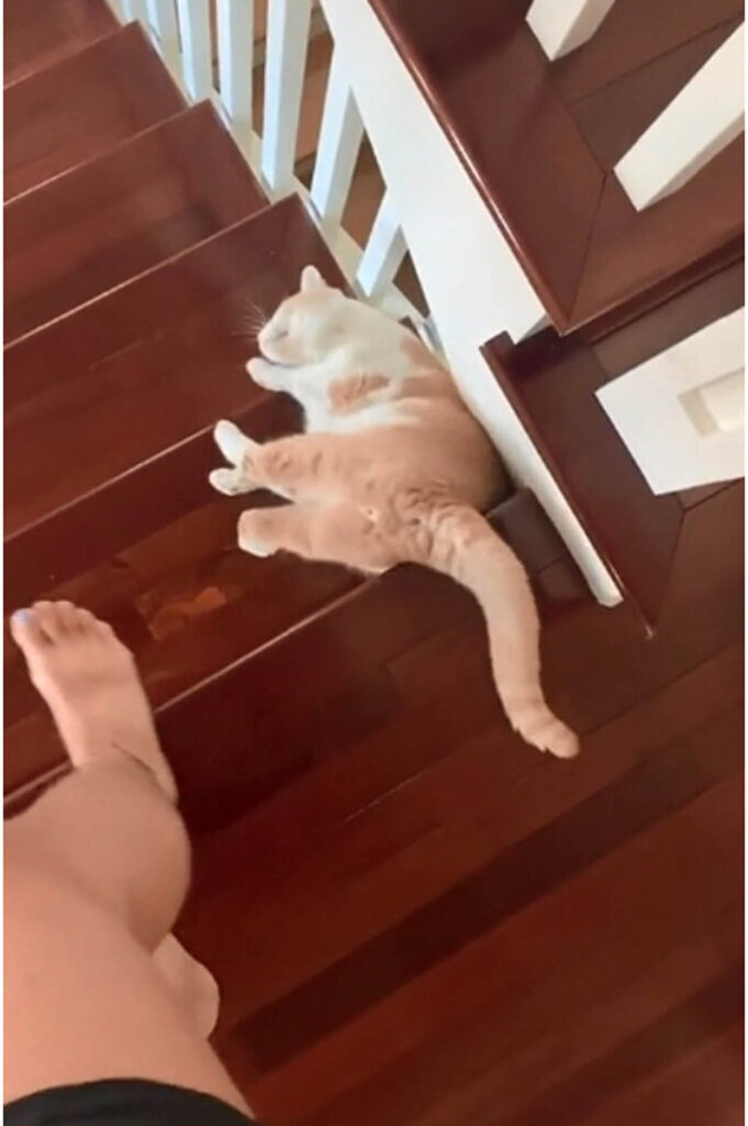 gatto sulle scale