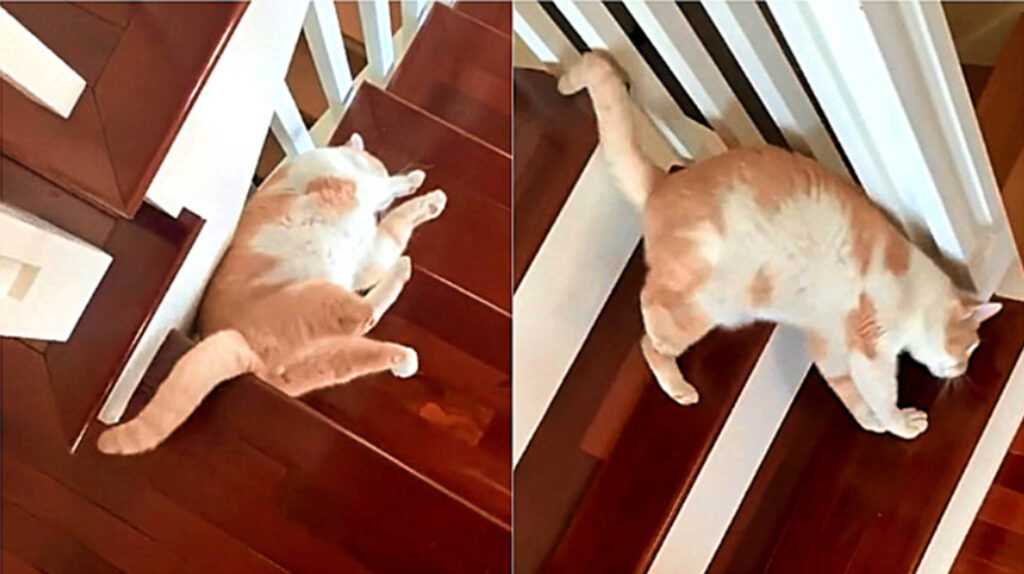 gatto sulle scale