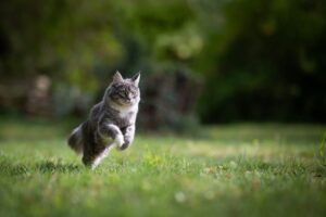 Come si fa a rimettere in forma il gatto?