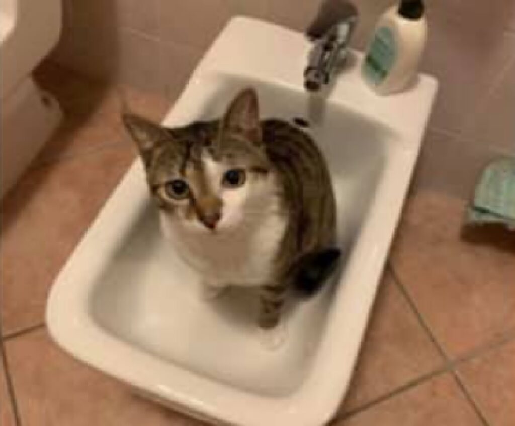 gatto pongo sul bidet