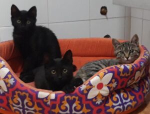 Sei gattini in adozione: aiutiamo queste creature a trovare una casa