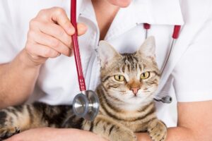 Le spese veterinarie si possono detrarre: tutto quello che c’è da sapere