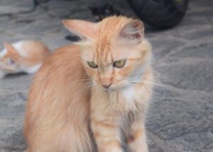 Torino, viene smarrito un gatto di nome Semola, i proprietari danno inizio alle ricerche