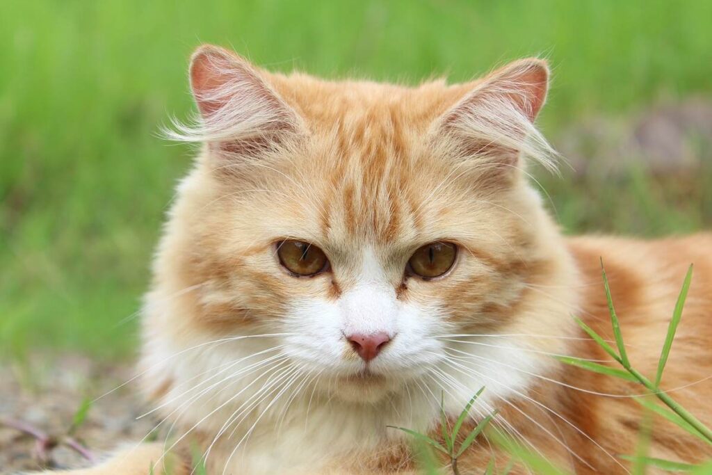 gatto arancione sul prato