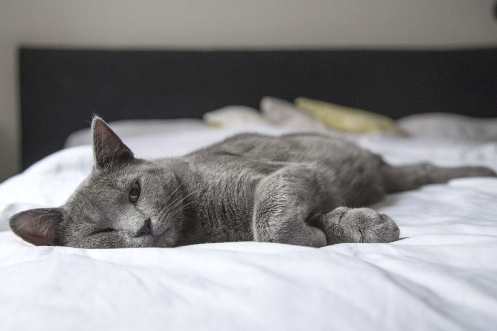gatto sul letto