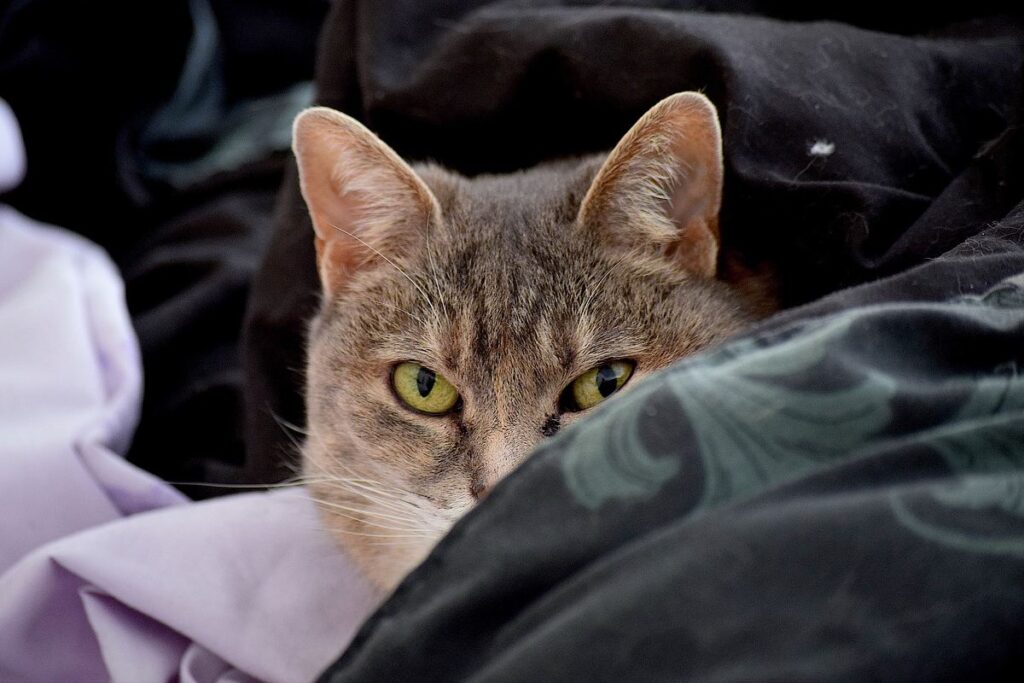 gatto tra le coperte