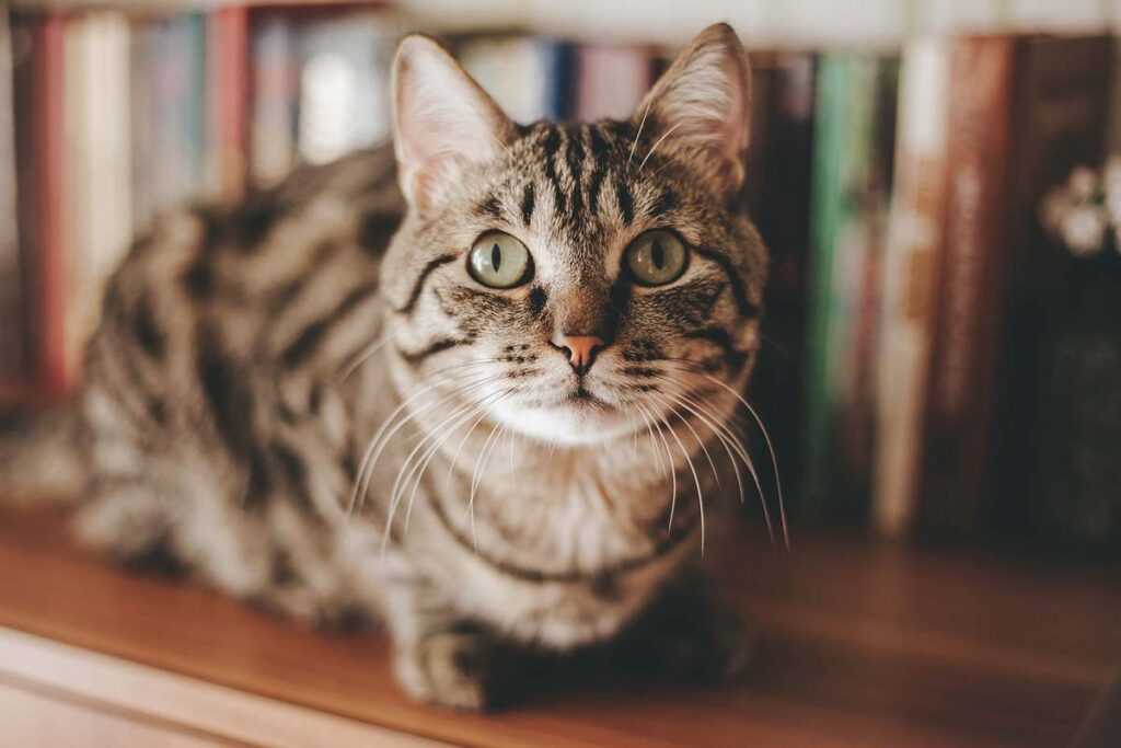gatto sulla libreria