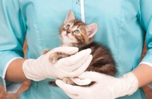 5 vaccinazioni del gatto che tutti dovrebbero conoscere