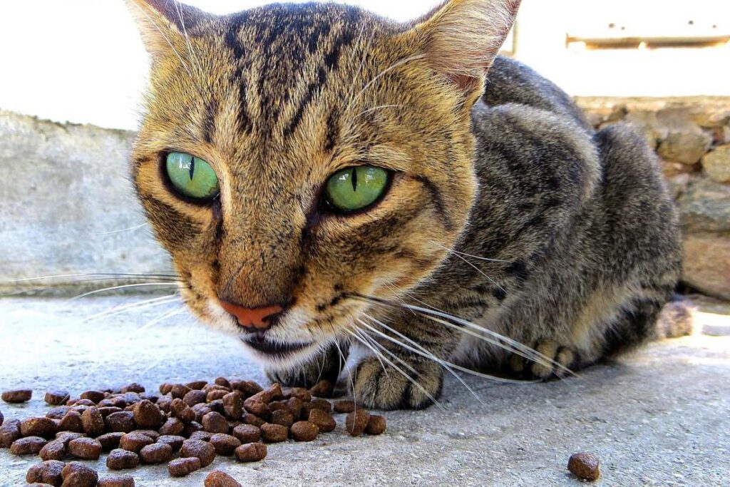 gatto che mangia crocchette