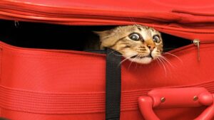 Cosa mettere nella valigia per il gatto in vacanza?