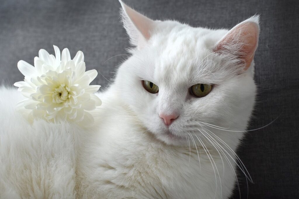 gatto bianco con fiore