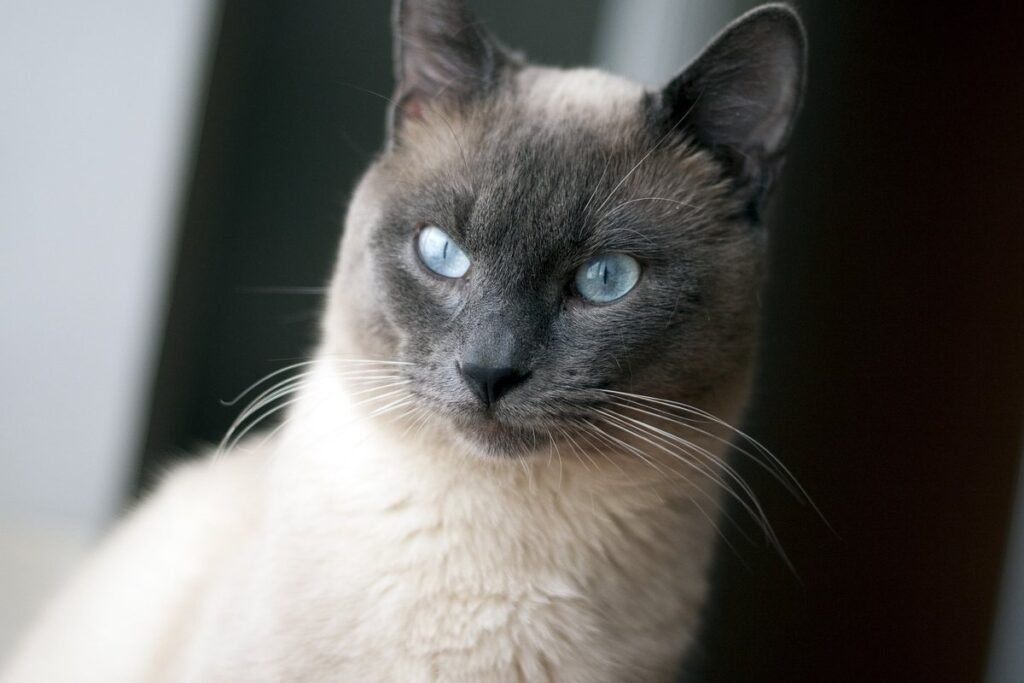 gatto siamese