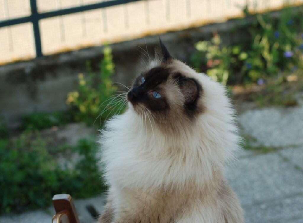 gatto ragdoll pelo scuro viso