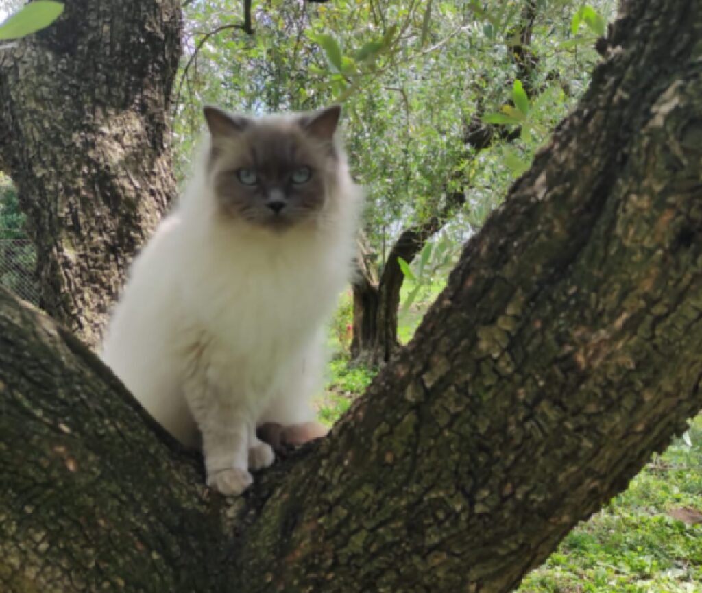 gatto ragdoll in mezzo natura